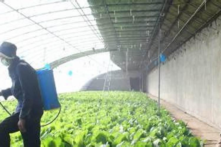 大棚蔬菜施肥误区有哪些 蔬菜养殖技巧整理
