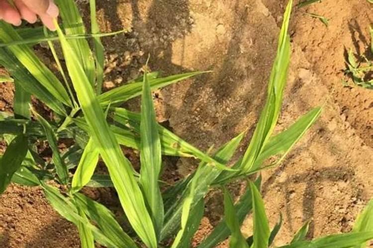 种植大姜怎么施肥好