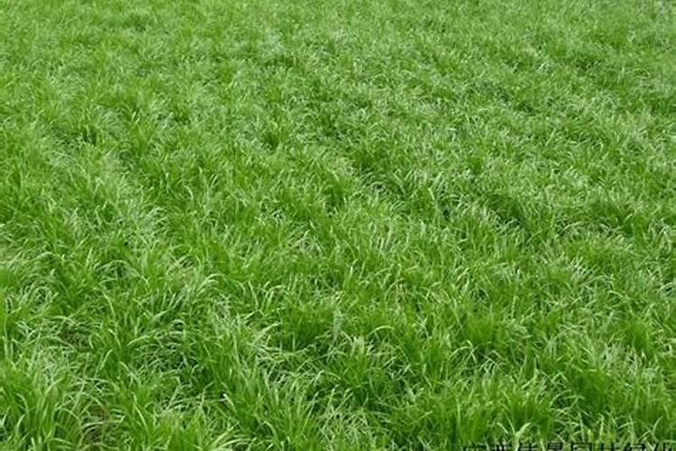 黑麦草发芽后多久可以用尿素施肥