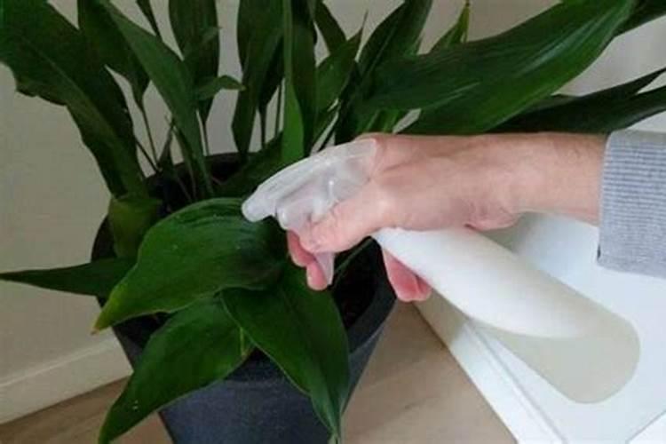 豆浆水可以做肥料吗