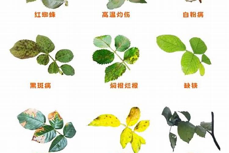 柑橘缺锌用怎么肥料追肥好