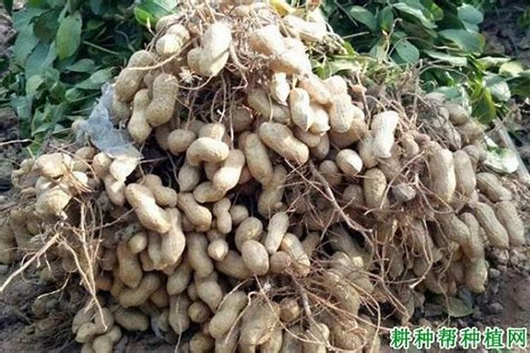 花生追钙肥什么时候最好？该如何进行追钙？