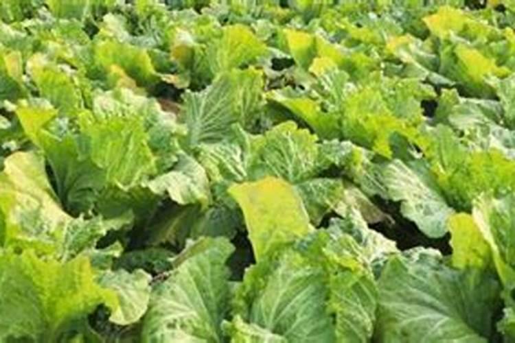 小白菜出芽后几天浇肥 可以施复合肥吗