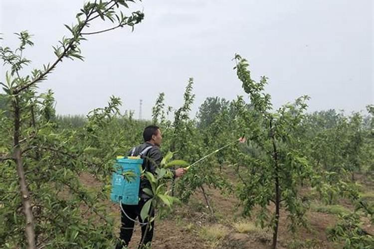 新栽果树叶片喷施什么肥促进成活率？