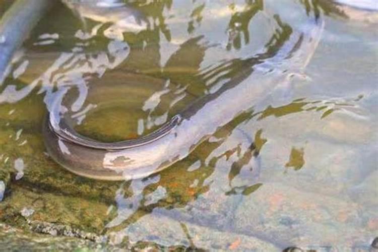 盲鳗可以吃比它大很多的鱼,这是为什么？