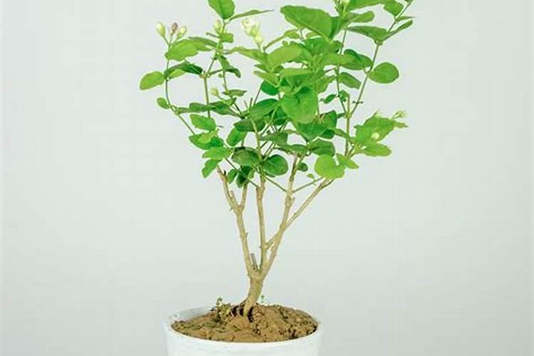 茉莉花何时施肥