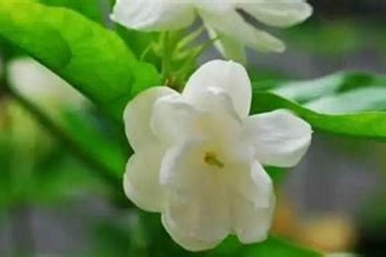 茉莉花施肥时间和方法