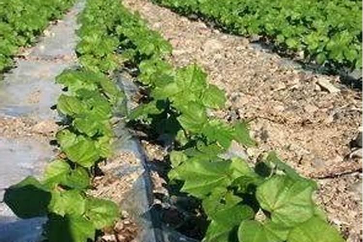 棉花每个生长周期的施肥方案 施肥用一铵还是用二铵