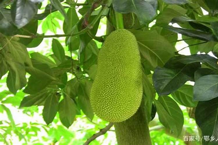菠萝蜜施什么肥最好