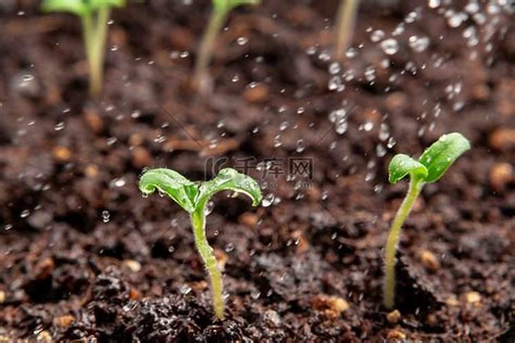 盆栽小番茄多久施肥 盆栽小番茄的肥料使用频率