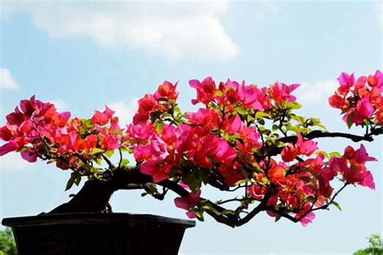 三角梅花期后如何施肥花开不断