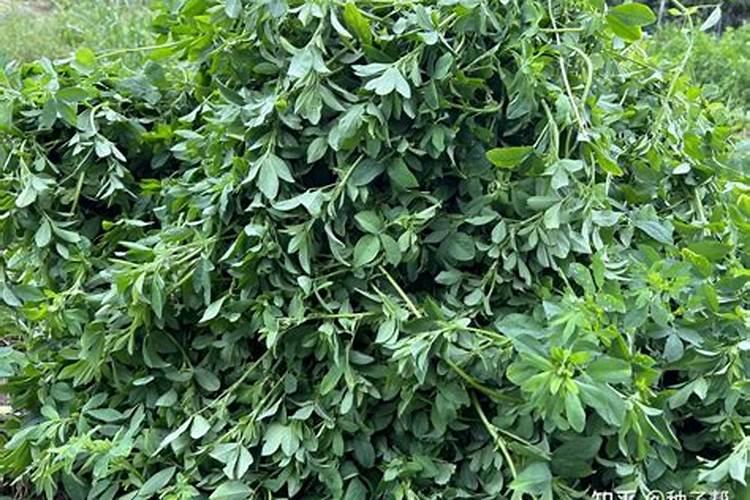 如何鉴别晶体钙肥的真假？