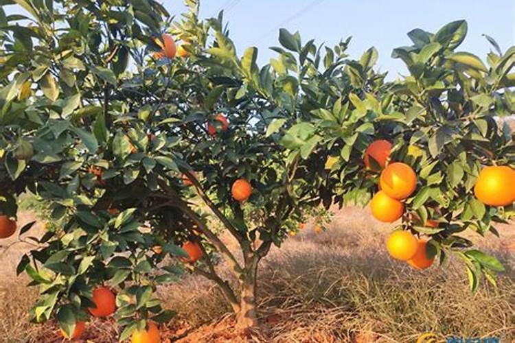 脐橙复合肥施肥方法