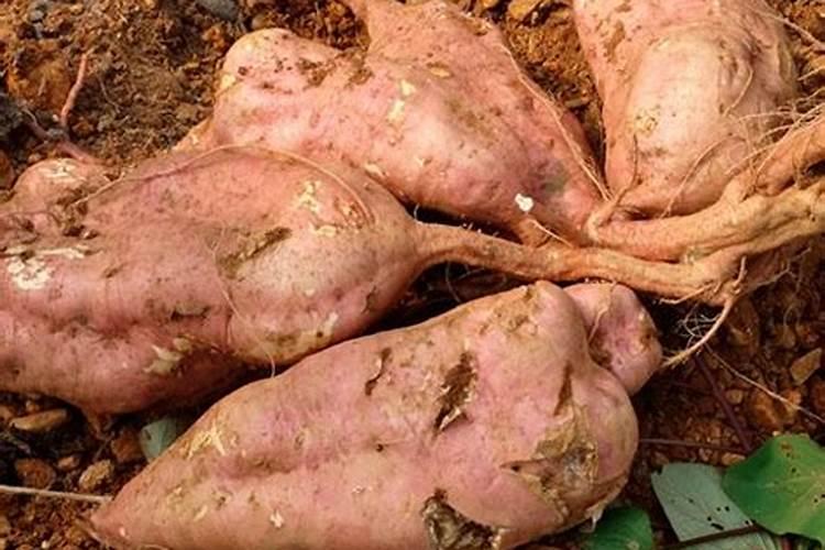 下雨天复合肥可以直接撒红薯苗上面吗？