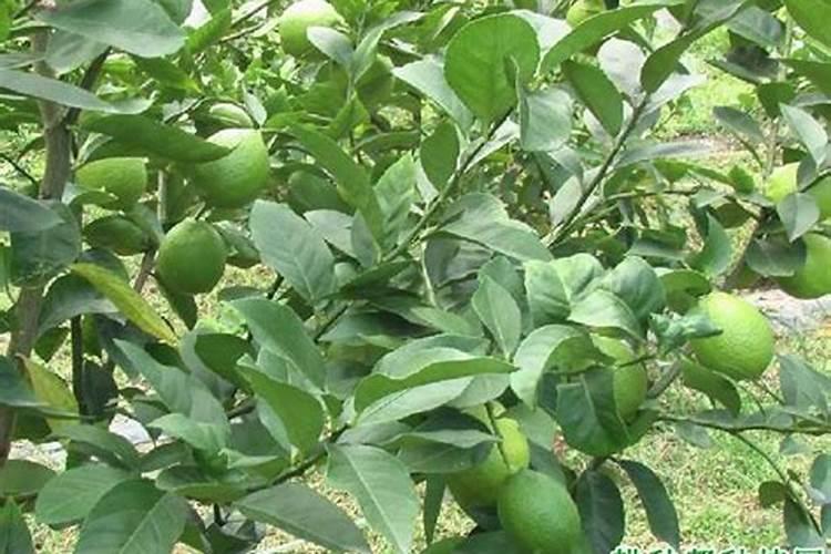 盆栽柠檬树,结果以后,需要施加什么肥料？