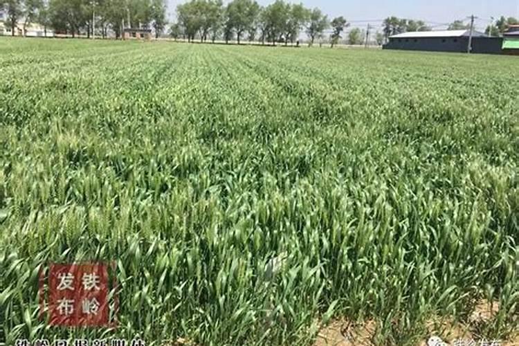 富硒肥料什么牌最好？