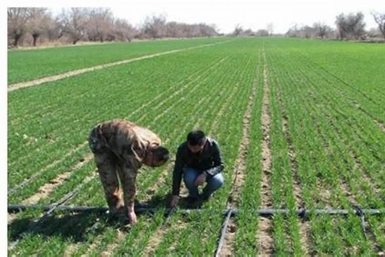 小麦底肥用什么肥料好？种小麦用什么肥料比较好？