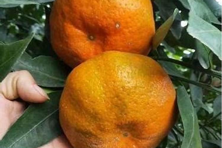 种植西瓜增甜用什么肥