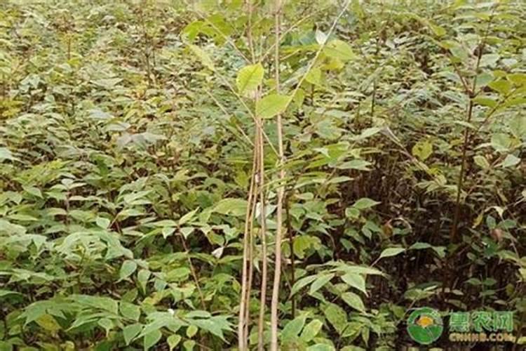 黄柏树苗如何种植方法