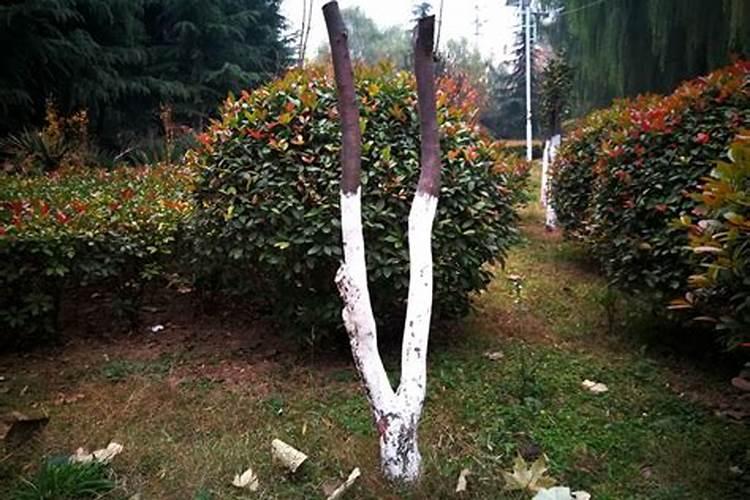 松树生根最快方法