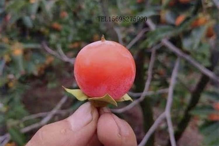 各位老师我家小柿子叶片怎么了