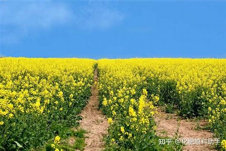 高浓度硫酸钾复合肥适合种哪些作物