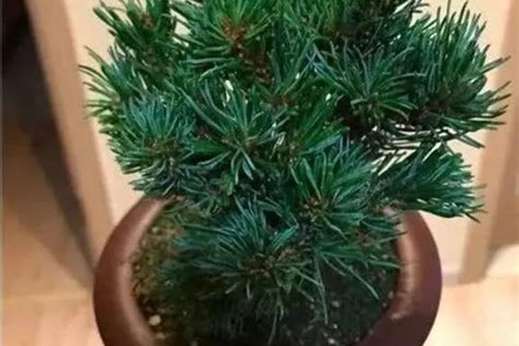 夏季五针松叶子枯黄(夏季五针松叶子枯黄怎么回事)