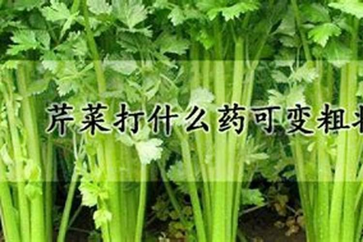 芹菜施什么肥长得好