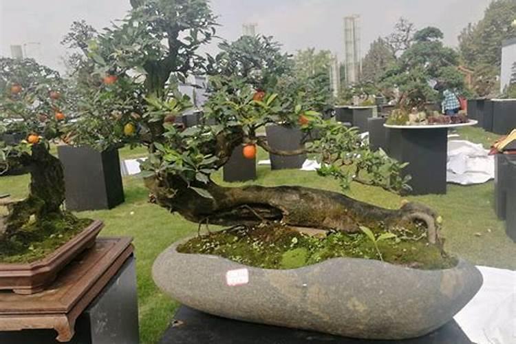 金弹子流体硼怎么用