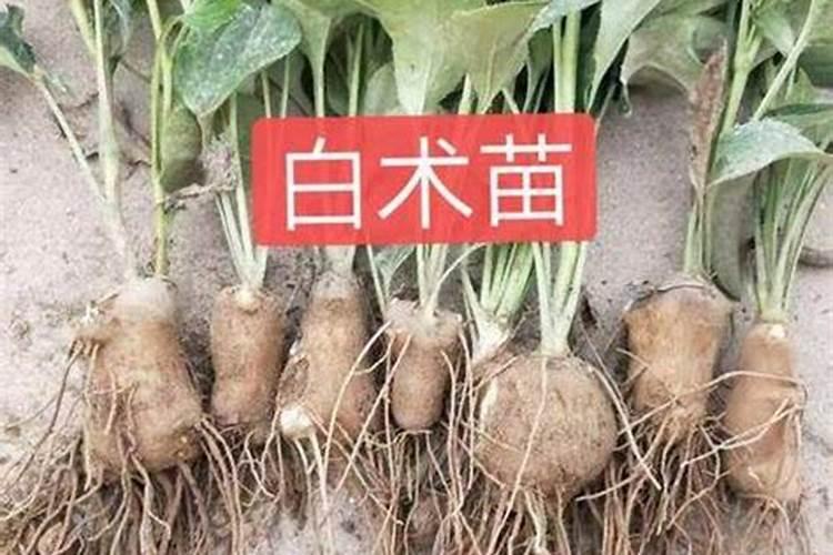 白术是一种草本植物,白术怎么防病施肥？