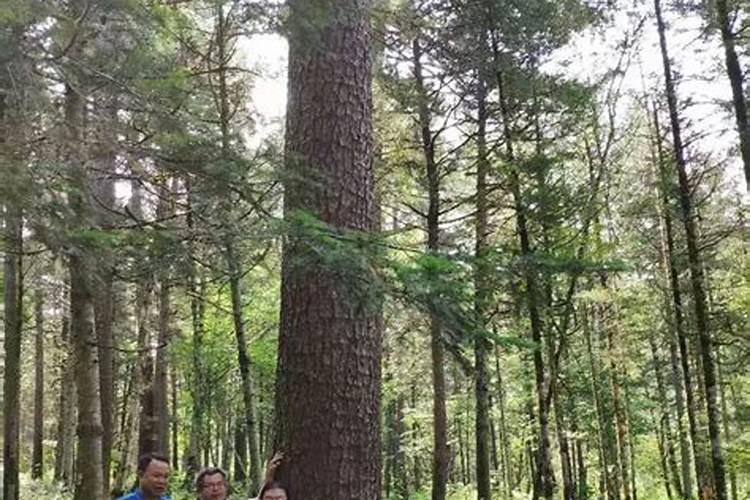 云杉树叶发黄是怎么回事