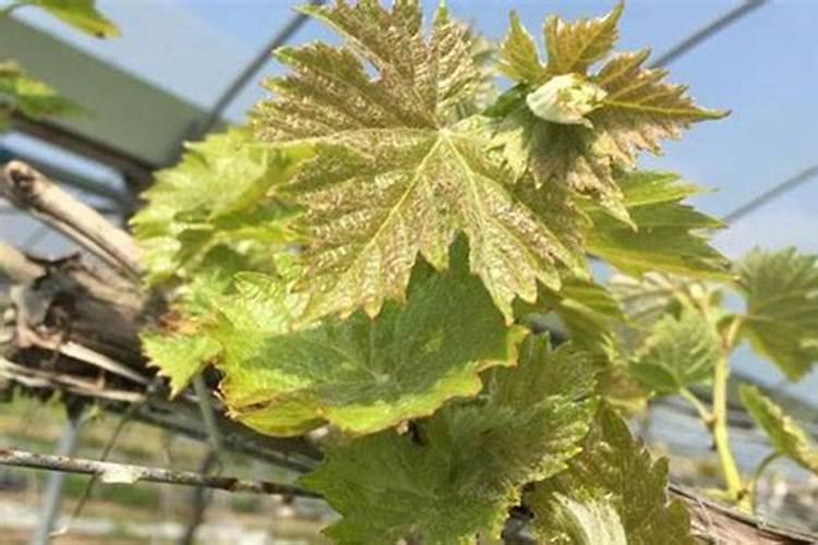 葡萄施肥时间和方法