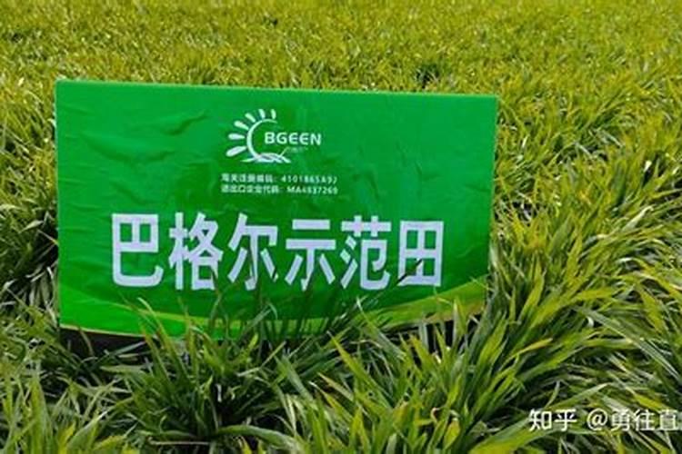 小麦年后追肥,最佳的实施方法是怎样的