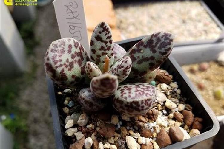 水泡的花放什么肥料