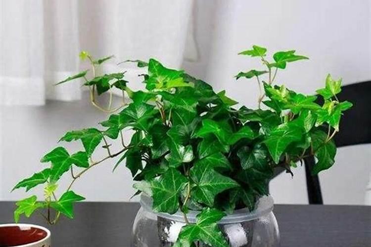 小白菜被水泡后使用叶面肥可以吗？
