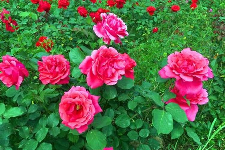 月季开花用什么肥