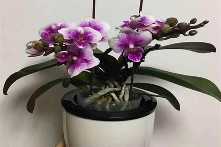 种柑橘用什么肥料最好