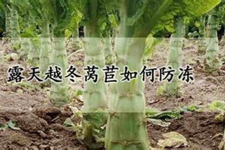 莴苣要不要打叶