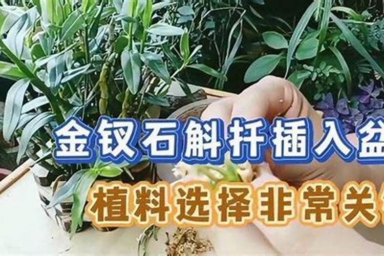 金钗石斛开花后怎么养 石斛开花后怎样管理