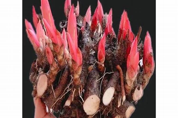 芍药施什么肥最好