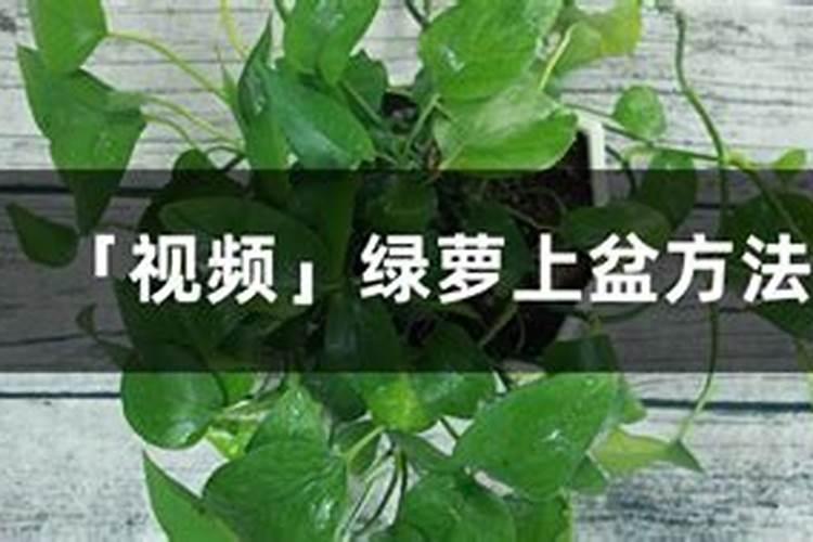 绿萝用什么肥料长得好 如何正确施肥