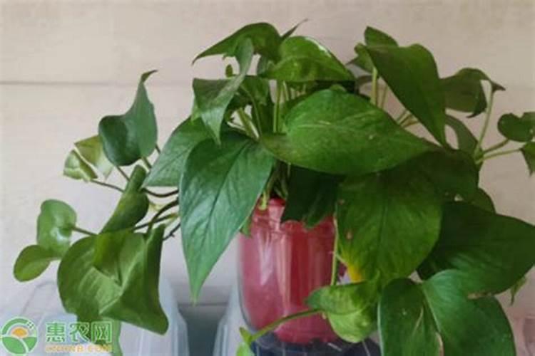 绿萝如何养护发芽多特别壮