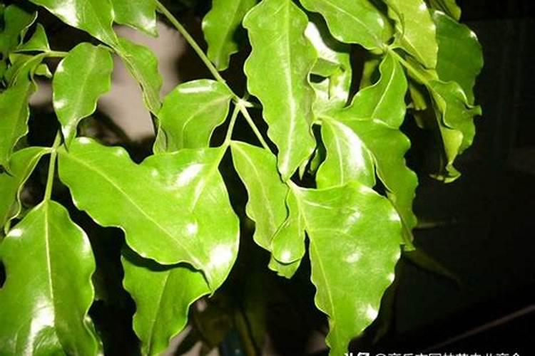 如何让幸福树树干发芽,施加氮肥并注射激活液