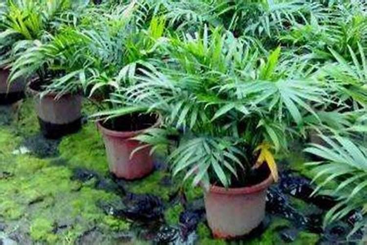 富贵椰子施什么肥好