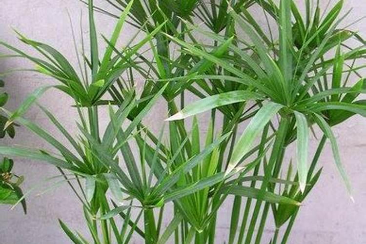 矢车菊的栽培养护技巧