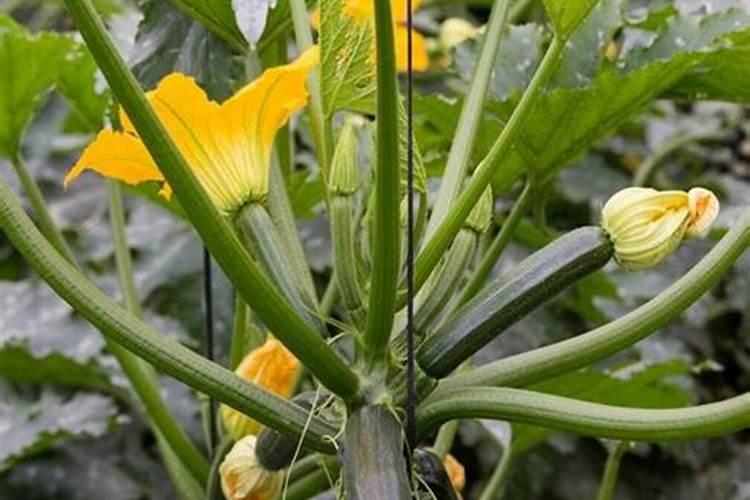 南瓜忌什么肥料 南瓜要施什么肥料最好