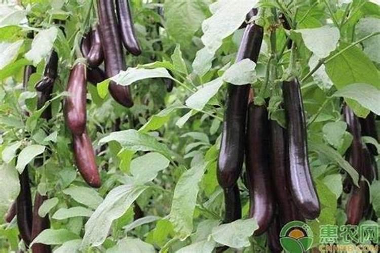 茄子连续开花结果有什么好办法 茄子生长条件有哪些