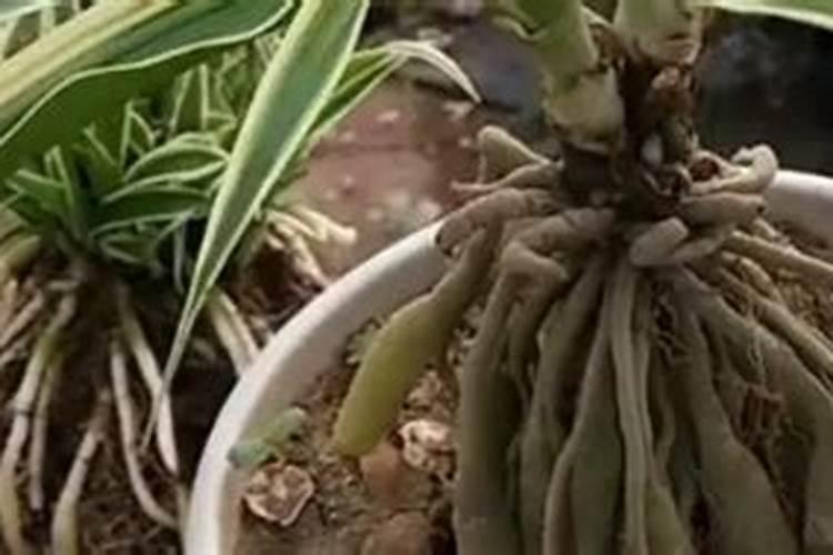 这样养吊兰,叶子油绿“两指宽”,垂下无数小吊兰