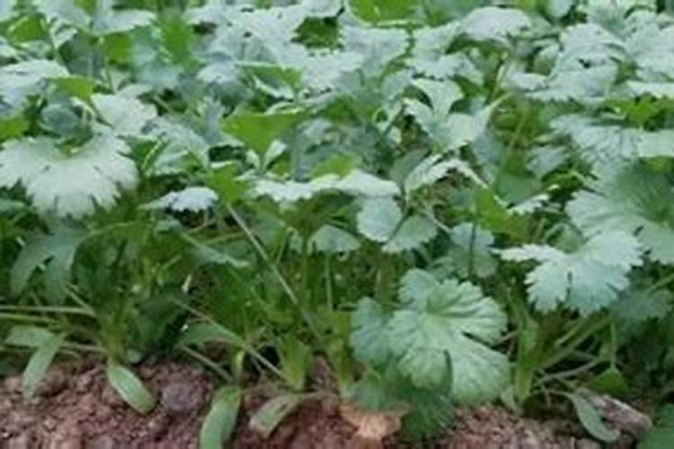 怎样才能种植出高产的茼蒿