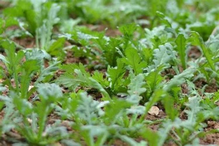 茼蒿病毒病咋防治？